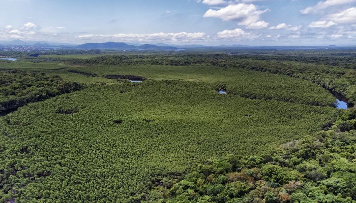 Paraná reduziu em 87,5% desmatamento da Mata Atlântica entre 2020 e 2025